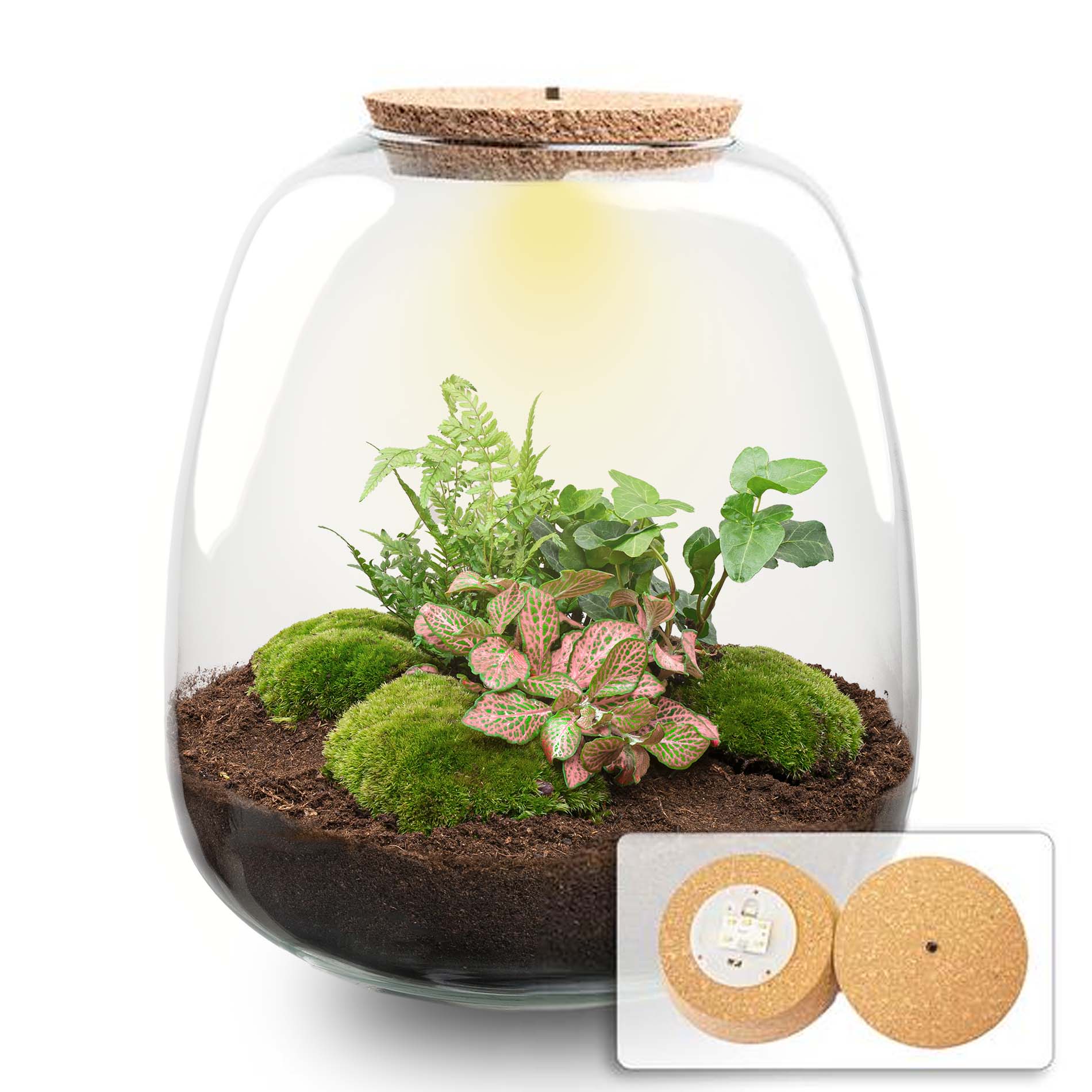 Emma - Terrarium With Light - Bottle Garden Diy Kit - Ø 23 Cm ↑ 25 Cm - Afanaya